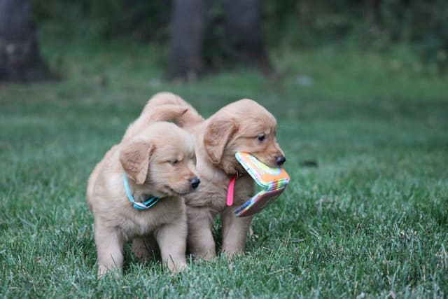 Golden Retriever Puppies media 3
