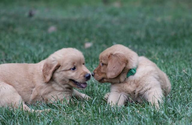 Golden Retriever Puppies media 2