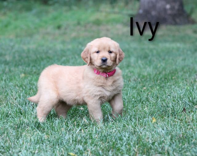 Golden Retriever Puppies media 5