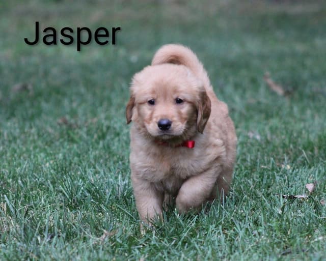Golden Retriever Puppies media 6