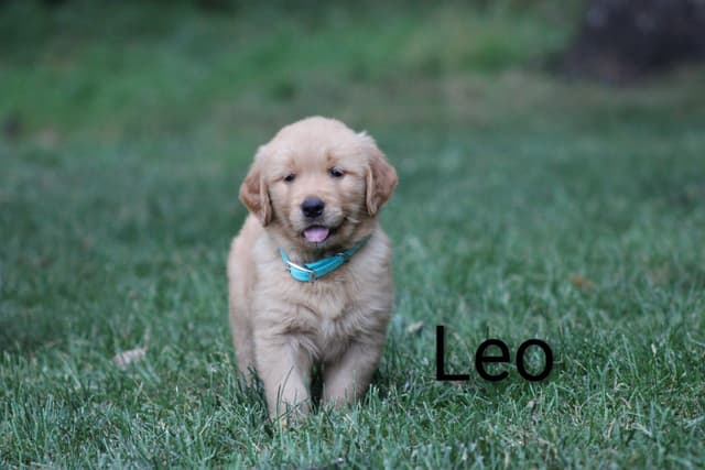 Golden Retriever Puppies media 7