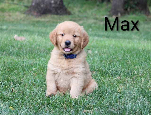 Golden Retriever Puppies media 10