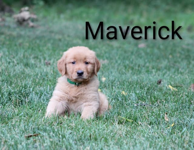 Golden Retriever Puppies media 8