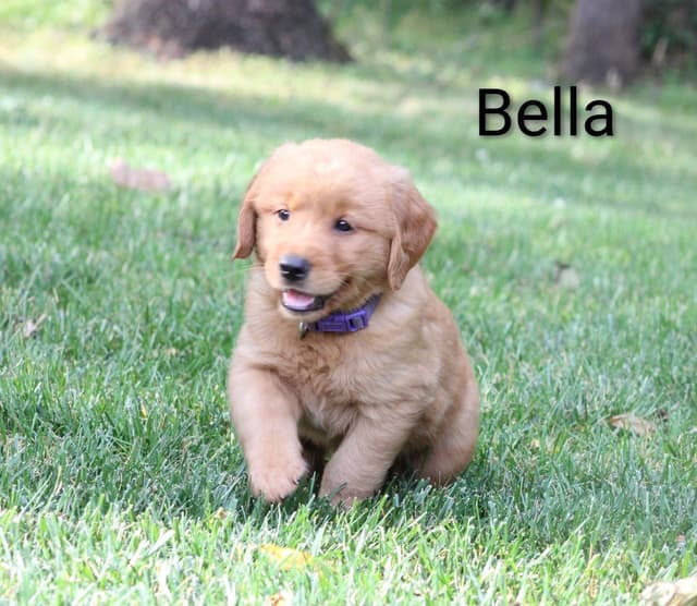 Golden Retriever Puppies media 9