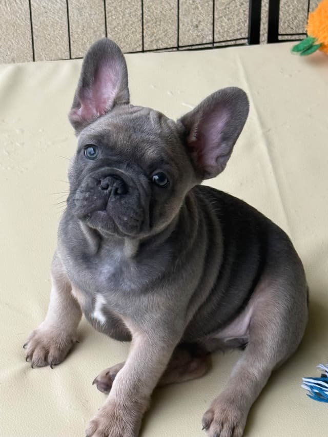 French Bulldog Puppies media 4