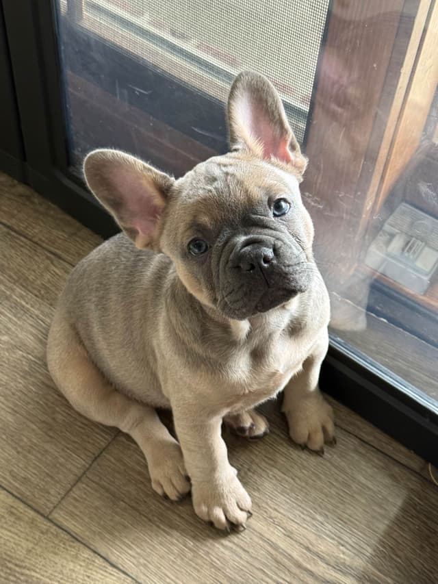 French Bulldog Puppies media 5