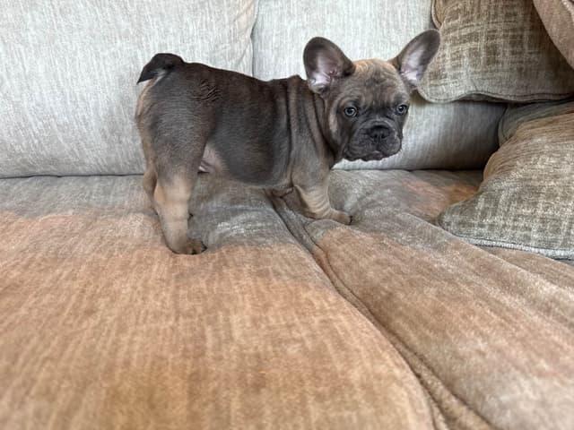 French Bulldog Puppies media 6