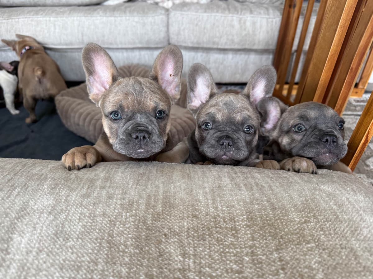 French Bulldog Puppies breeder image 1