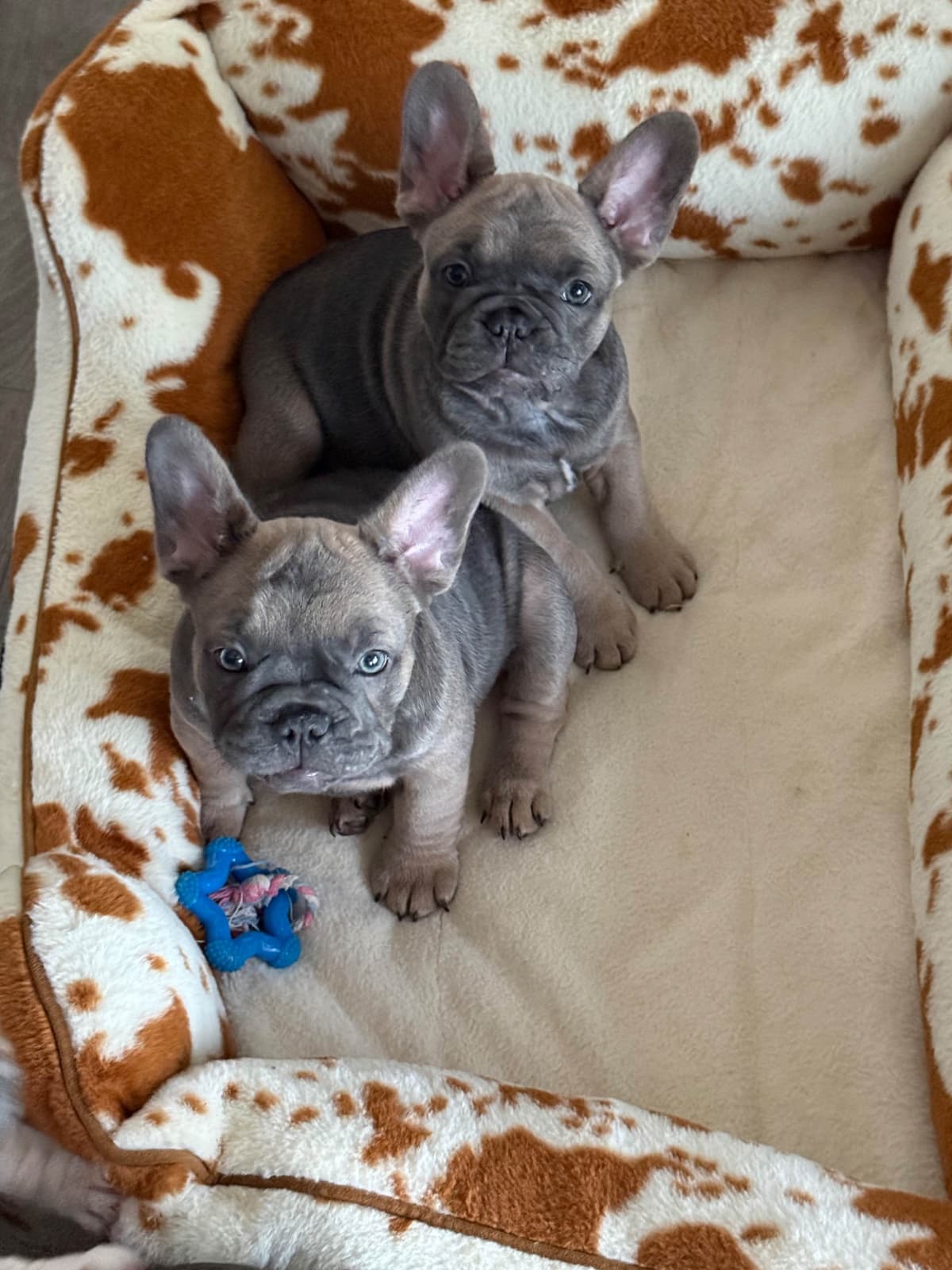 French Bulldog Puppies breeder image 2