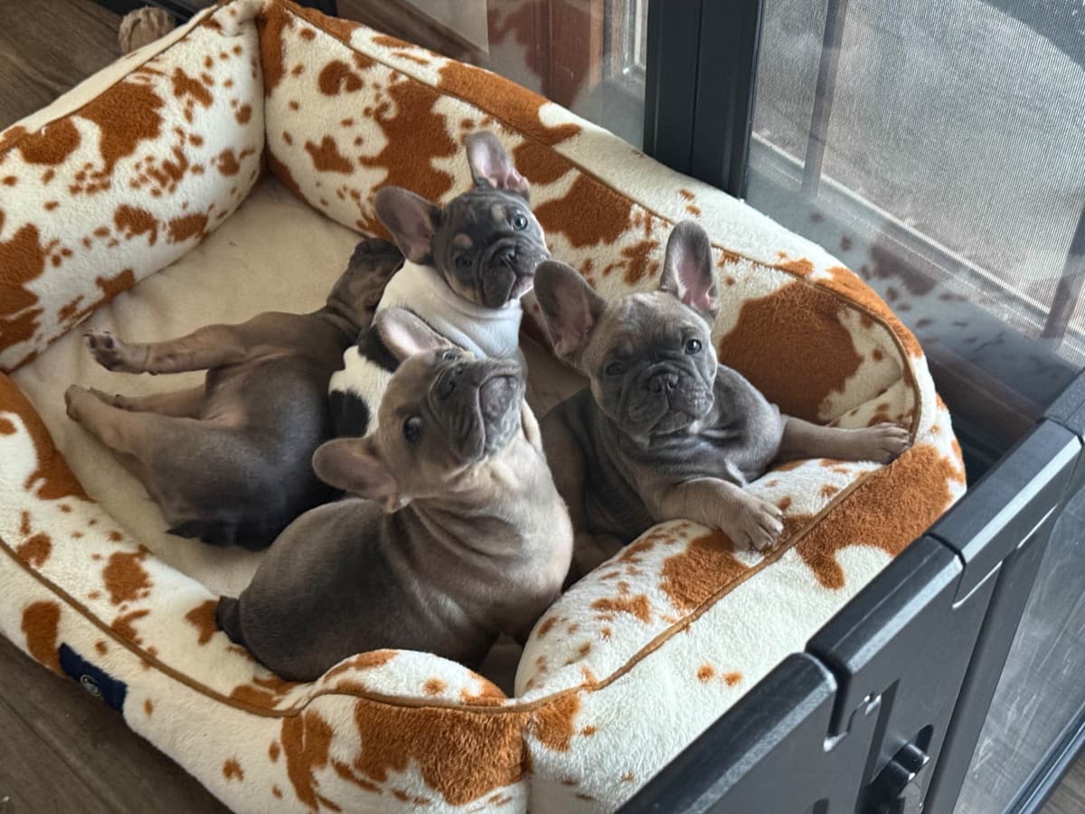 French Bulldog Puppies breeder image 3