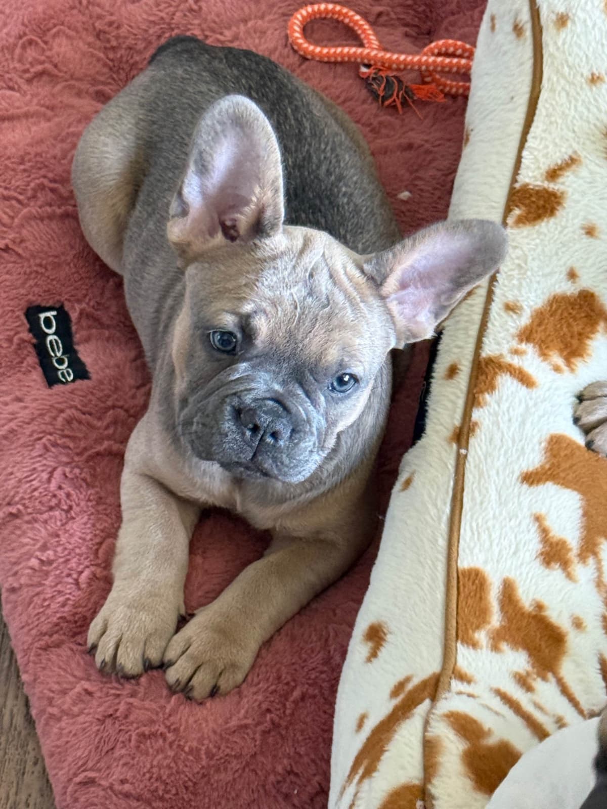 French Bulldog Puppies breeder image 4