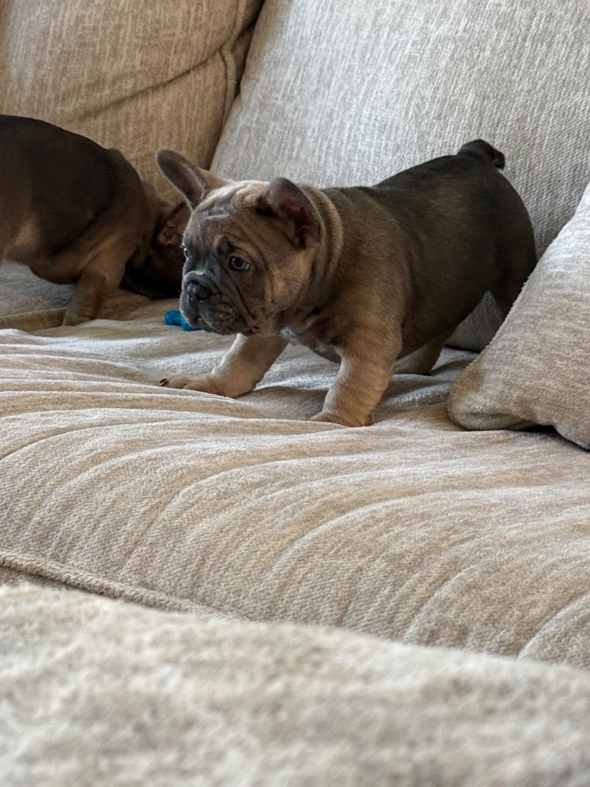 French Bulldog Puppies breeder image 5