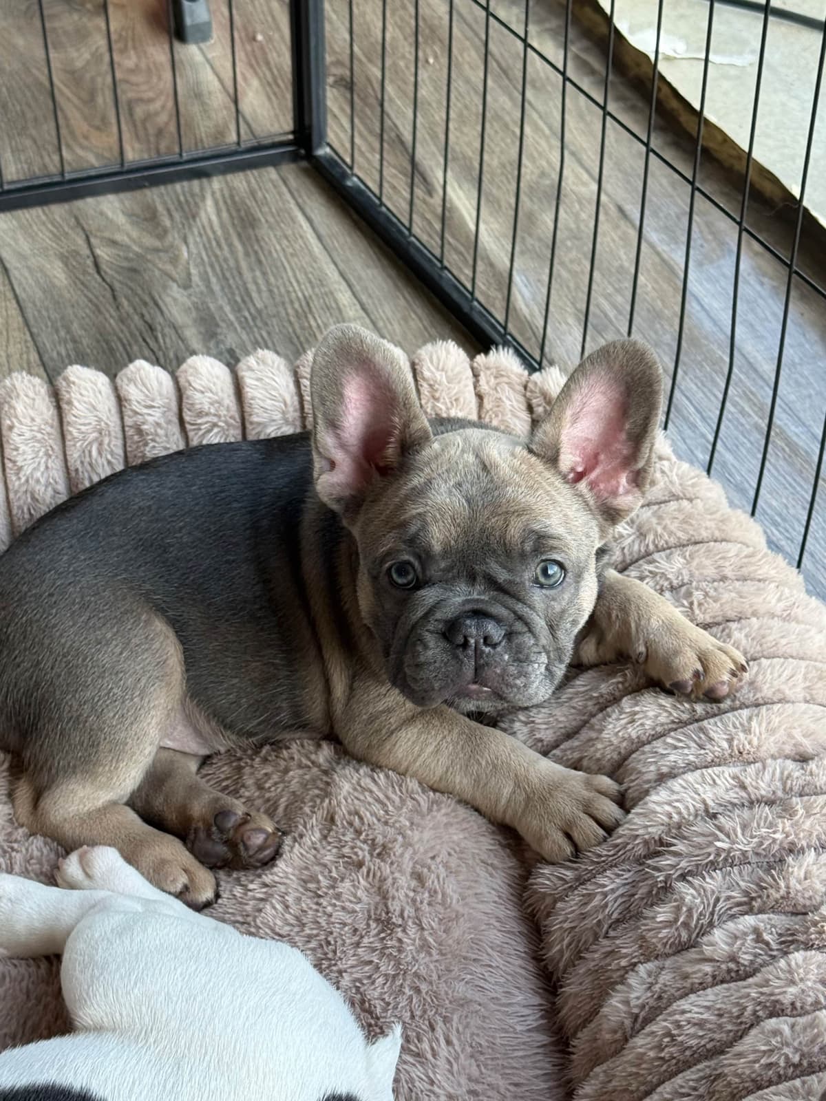 French Bulldog Puppies breeder image 7