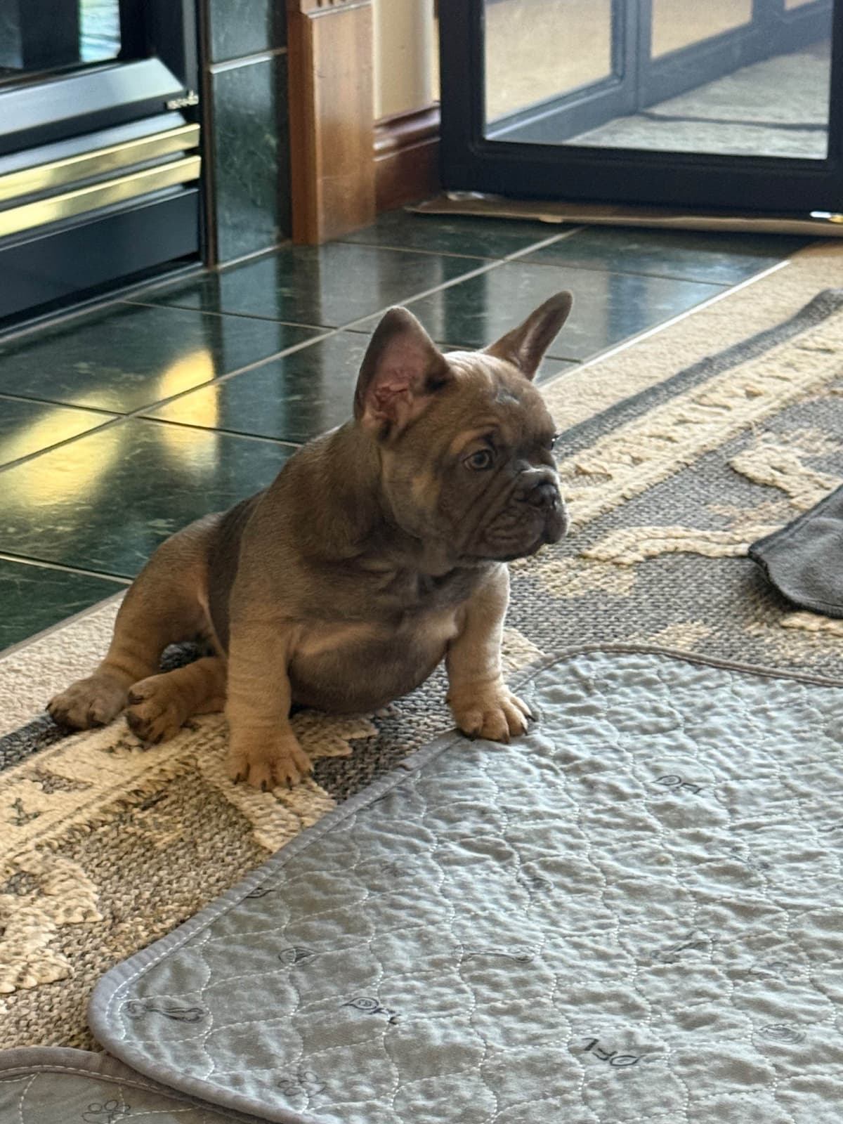 French Bulldog Puppies breeder image 8