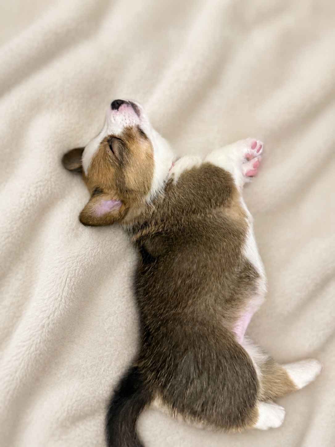 Phoenix, AZ Pembroke Welsh Corgi Puppies breeder image 3
