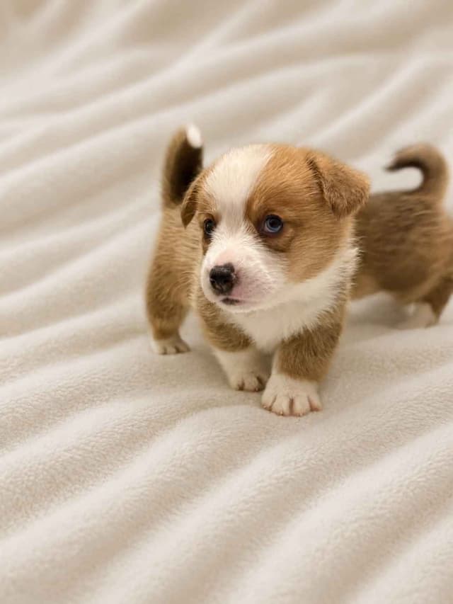 Phoenix, AZ Pembroke Welsh Corgi Puppies media 4