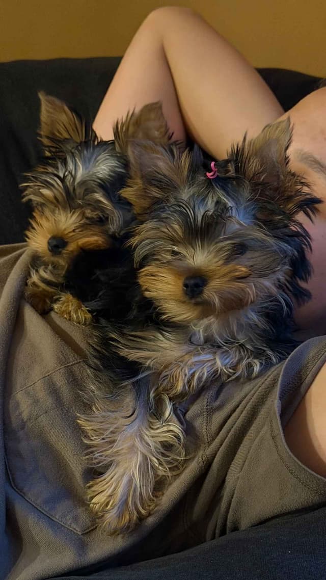 Yorkshire Terrier Puppies media 2