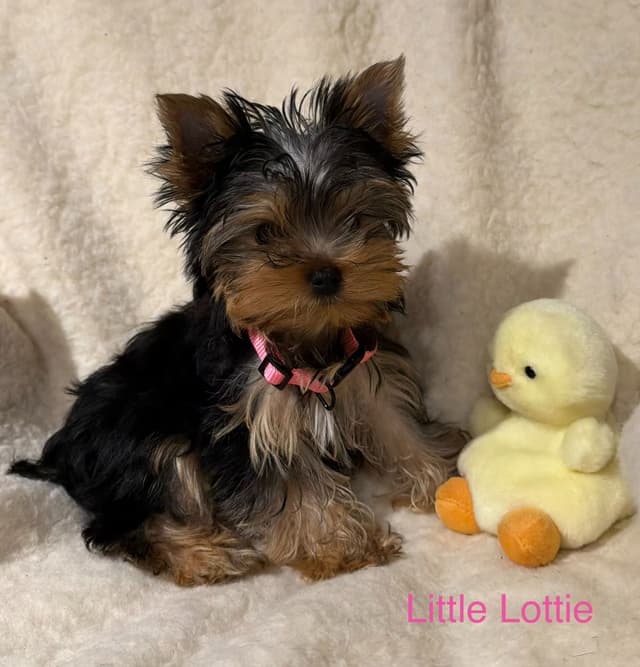 Yorkshire Terrier Puppies media 4