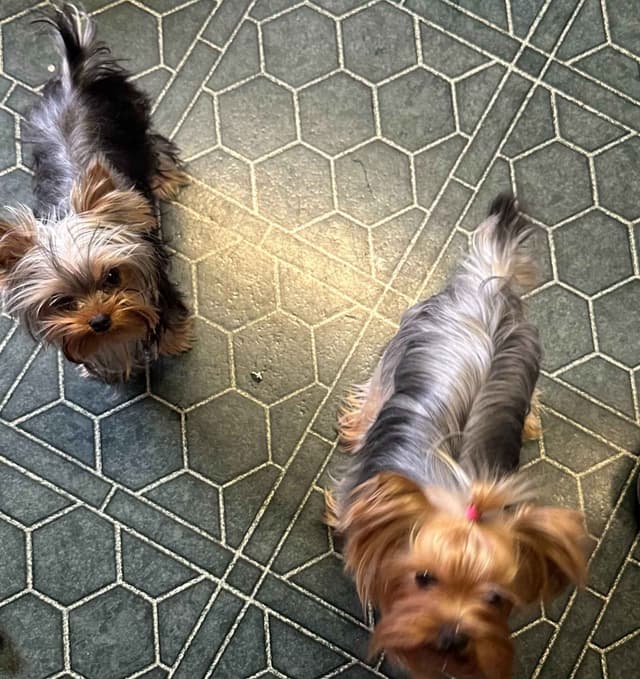 Yorkshire Terrier Puppies media 7