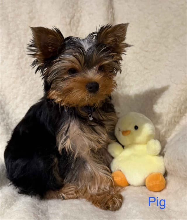 Yorkshire Terrier Puppies media 6
