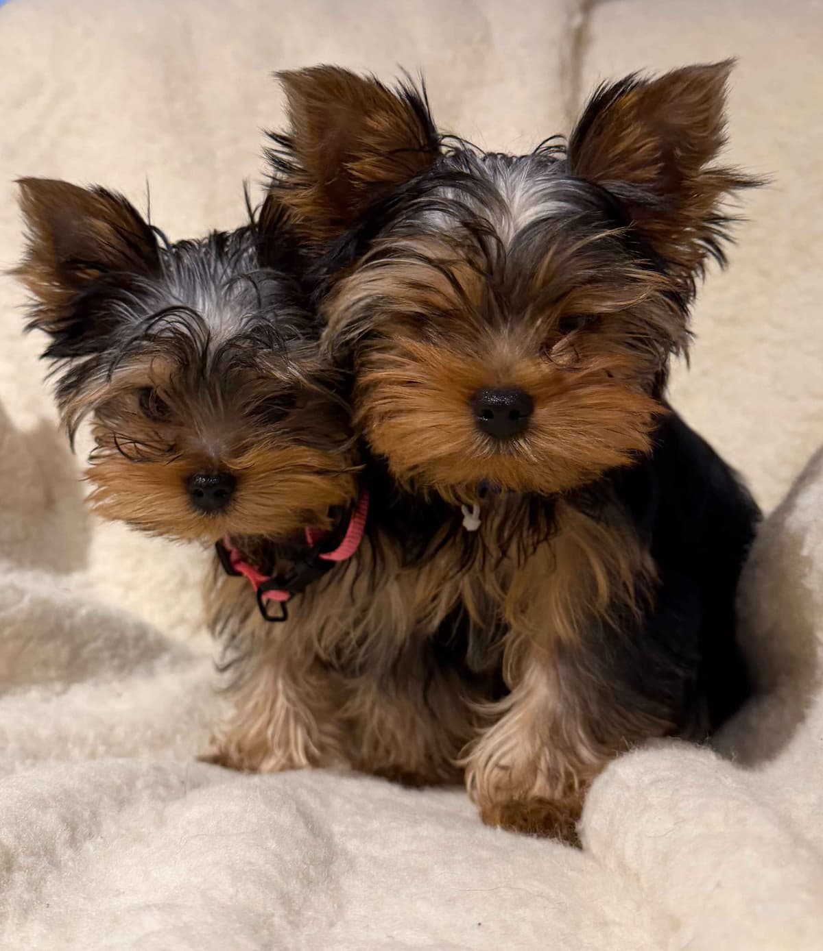 Yorkshire Terrier Puppies breeder image 1