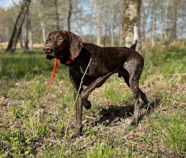Twelve Outstanding German Shorthaired Pointer Puppies media 3