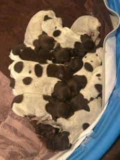 Twelve Outstanding German Shorthaired Pointer Puppies media 8