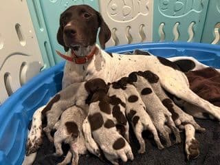 Twelve Outstanding German Shorthaired Pointer Puppies media 9