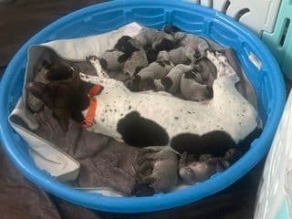Twelve Outstanding German Shorthaired Pointer Puppies media 10
