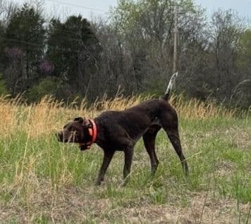 Twelve Outstanding German Shorthaired Pointer Puppies media 5