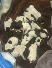 Twelve Outstanding German Shorthaired Pointer Puppies media 6
