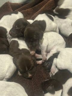 Twelve Outstanding German Shorthaired Pointer Puppies media 7