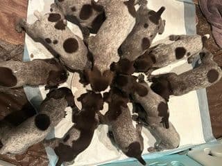 Twelve Outstanding German Shorthaired Pointer Puppies media 11