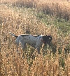 Twelve Outstanding German Shorthaired Pointer Puppies media 2