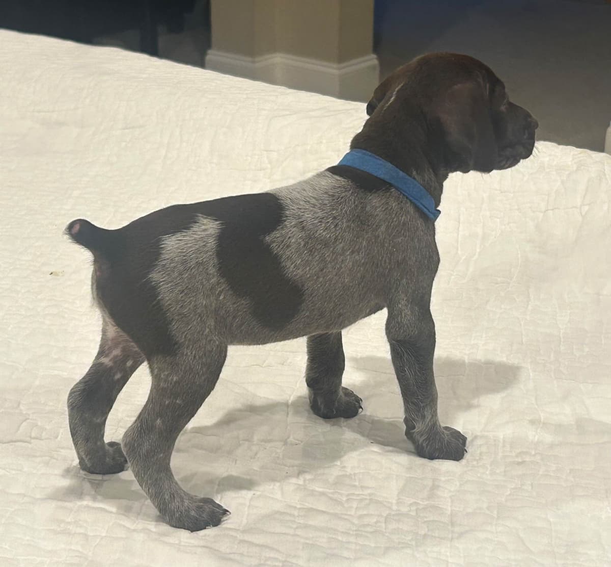 Twelve Outstanding German Shorthaired Pointer Puppies breeder image 2