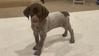 Twelve Outstanding German Shorthaired Pointer Puppies breeder image 5