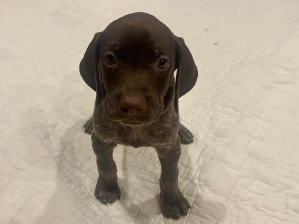 Twelve Outstanding German Shorthaired Pointer Puppies breeder image 3