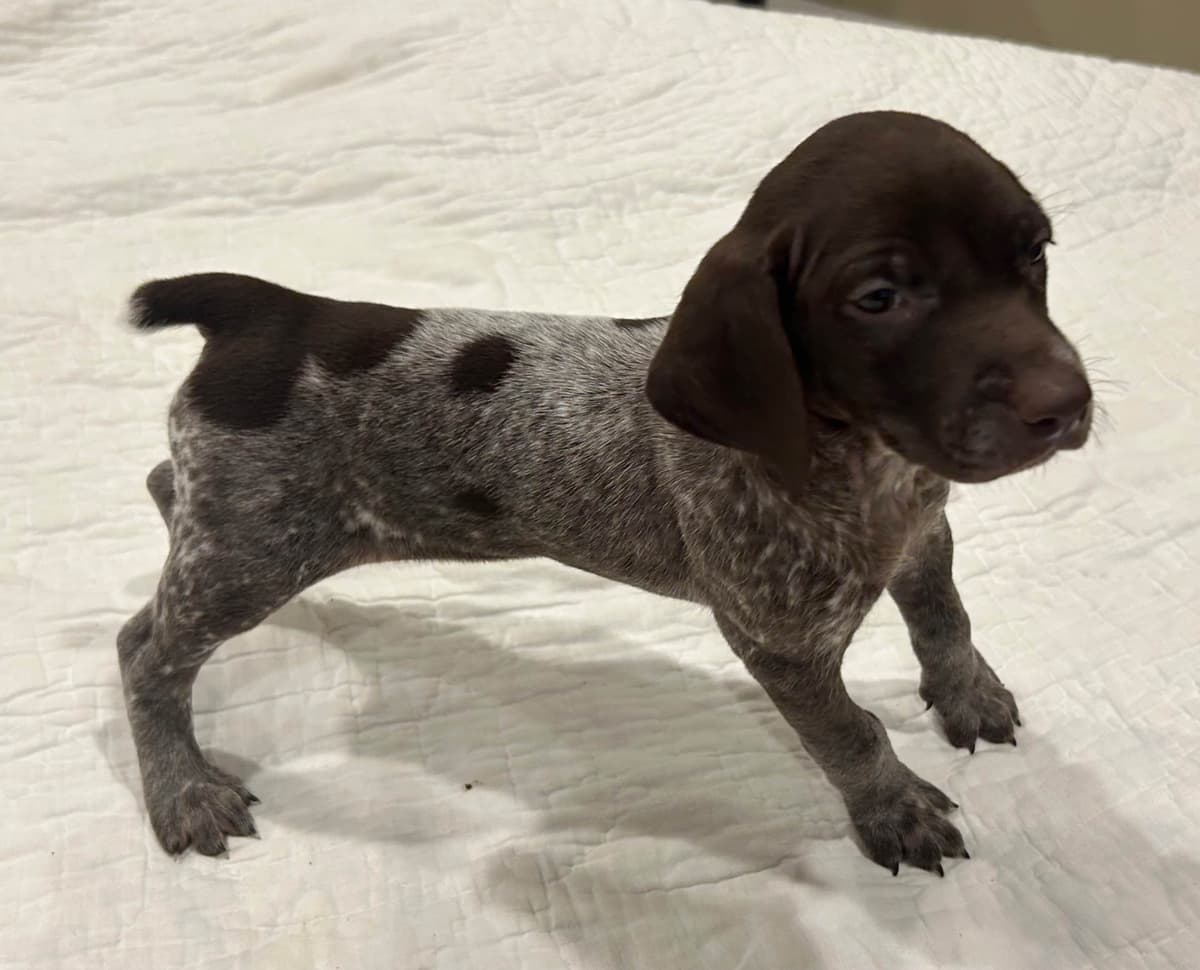 Twelve Outstanding German Shorthaired Pointer Puppies breeder image 4