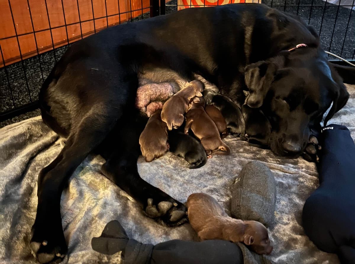 Labrador Retriever Puppies breeder image 7