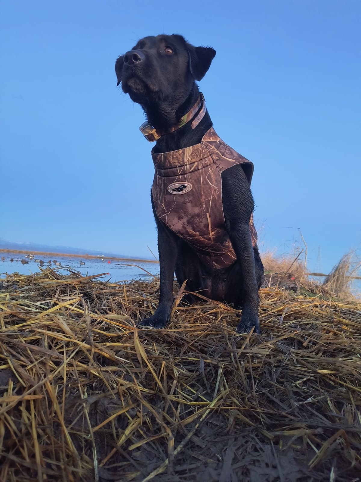 Labrador Retriever Puppies breeder image 2