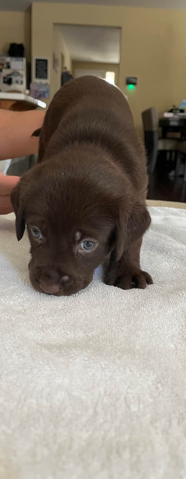 Labrador Retriever Puppies media 2