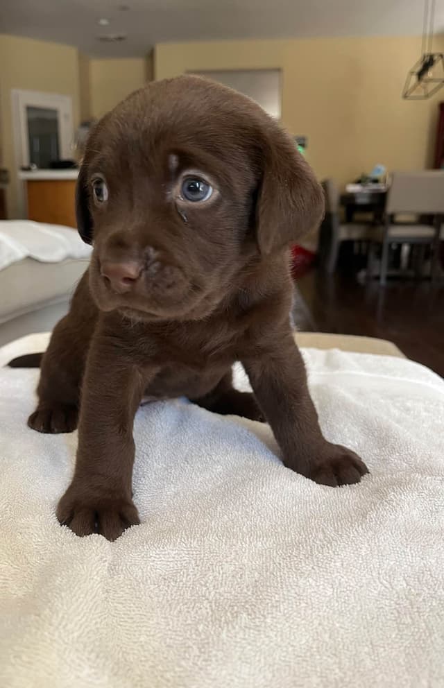 Labrador Retriever Puppies media 3