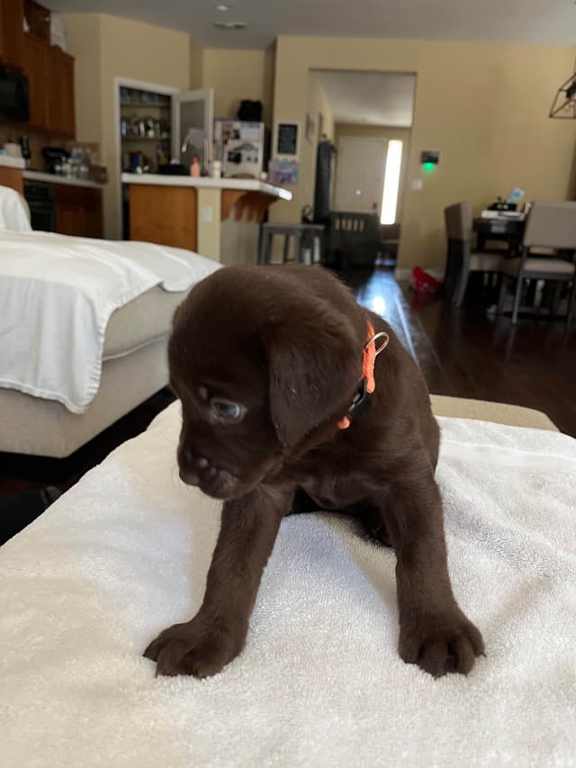 Labrador Retriever Puppies media 6