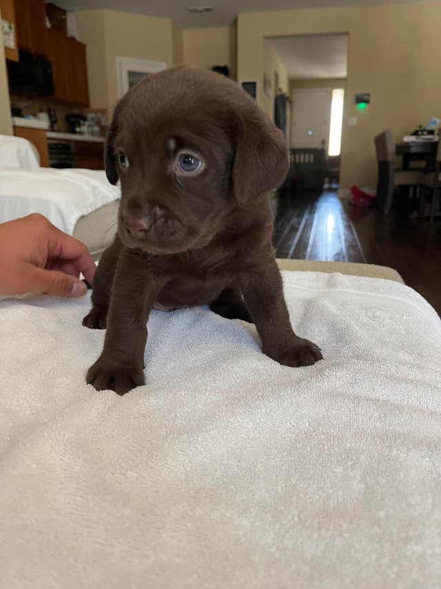 Labrador Retriever Puppies media 7