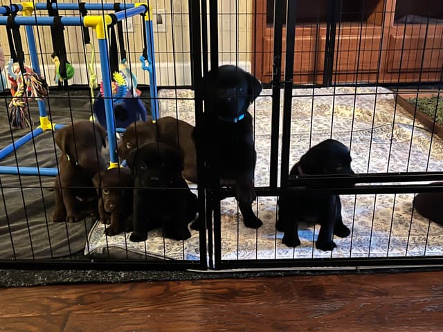 Labrador Retriever Puppies media 8