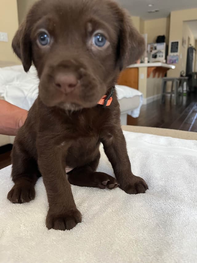 Labrador Retriever Puppies media 9