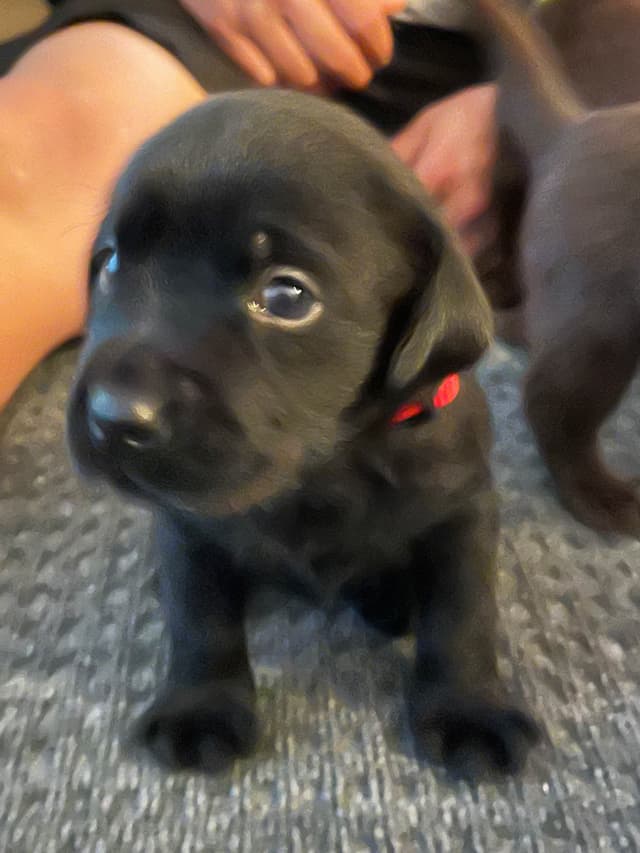 Labrador Retriever Puppies media 10