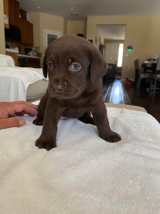 Labrador Retriever Puppies media 11