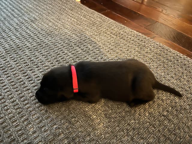 Labrador Retriever Puppies media 12