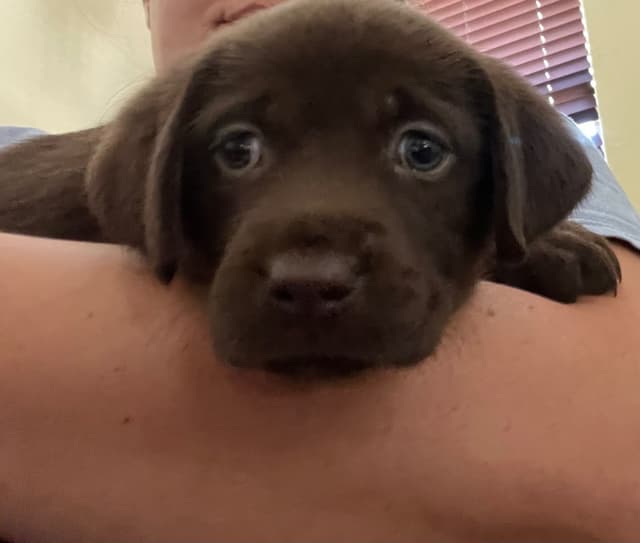 Labrador Retriever Puppies media 13